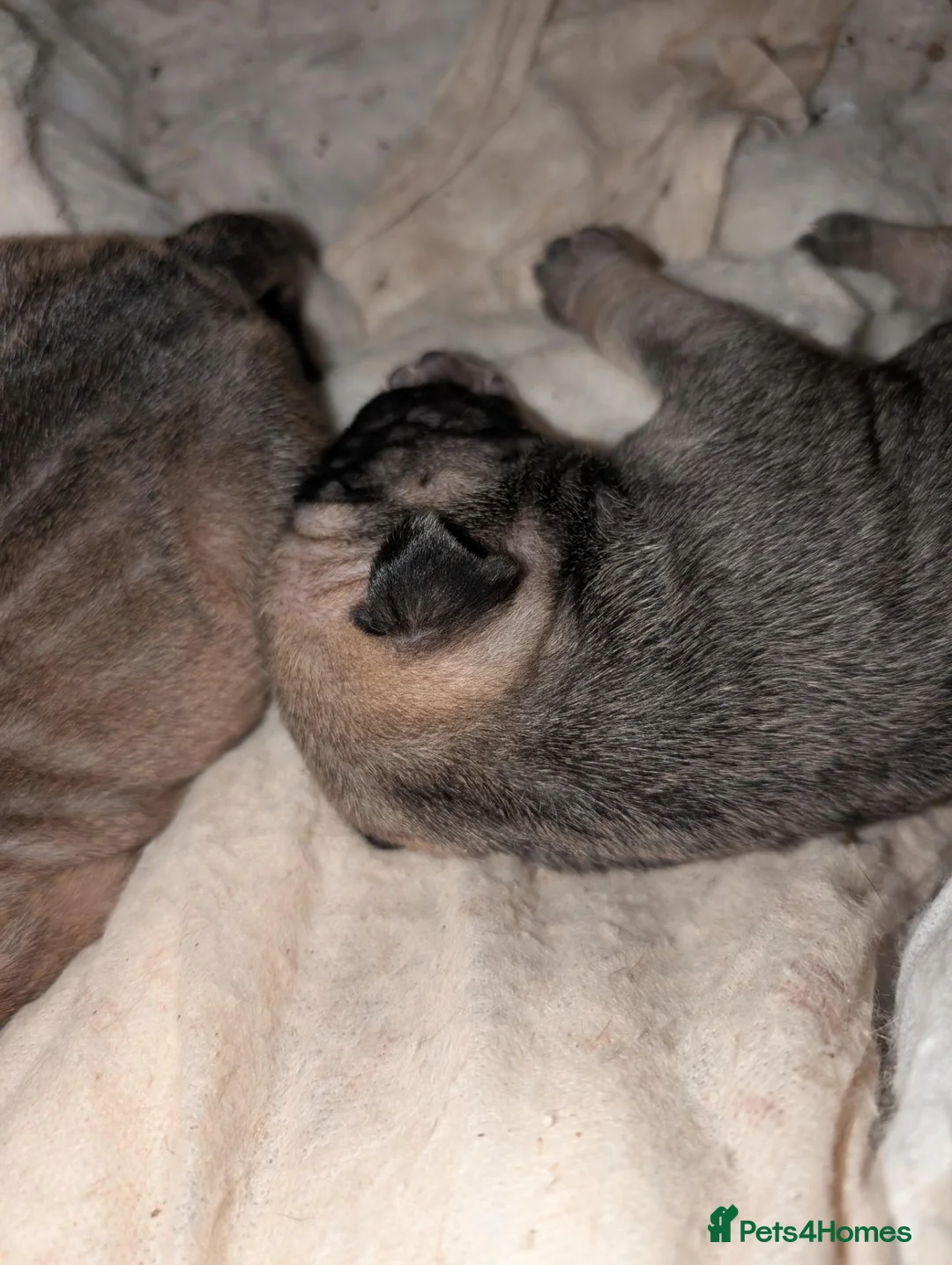 Mixed Breed dogs for sale: Beautiful Sharpai cross pups  - Advert 2