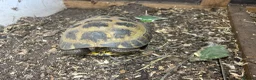 Tortoise reptiles for sale: Trio horsefield tortoises  in Walsall - Advert 4