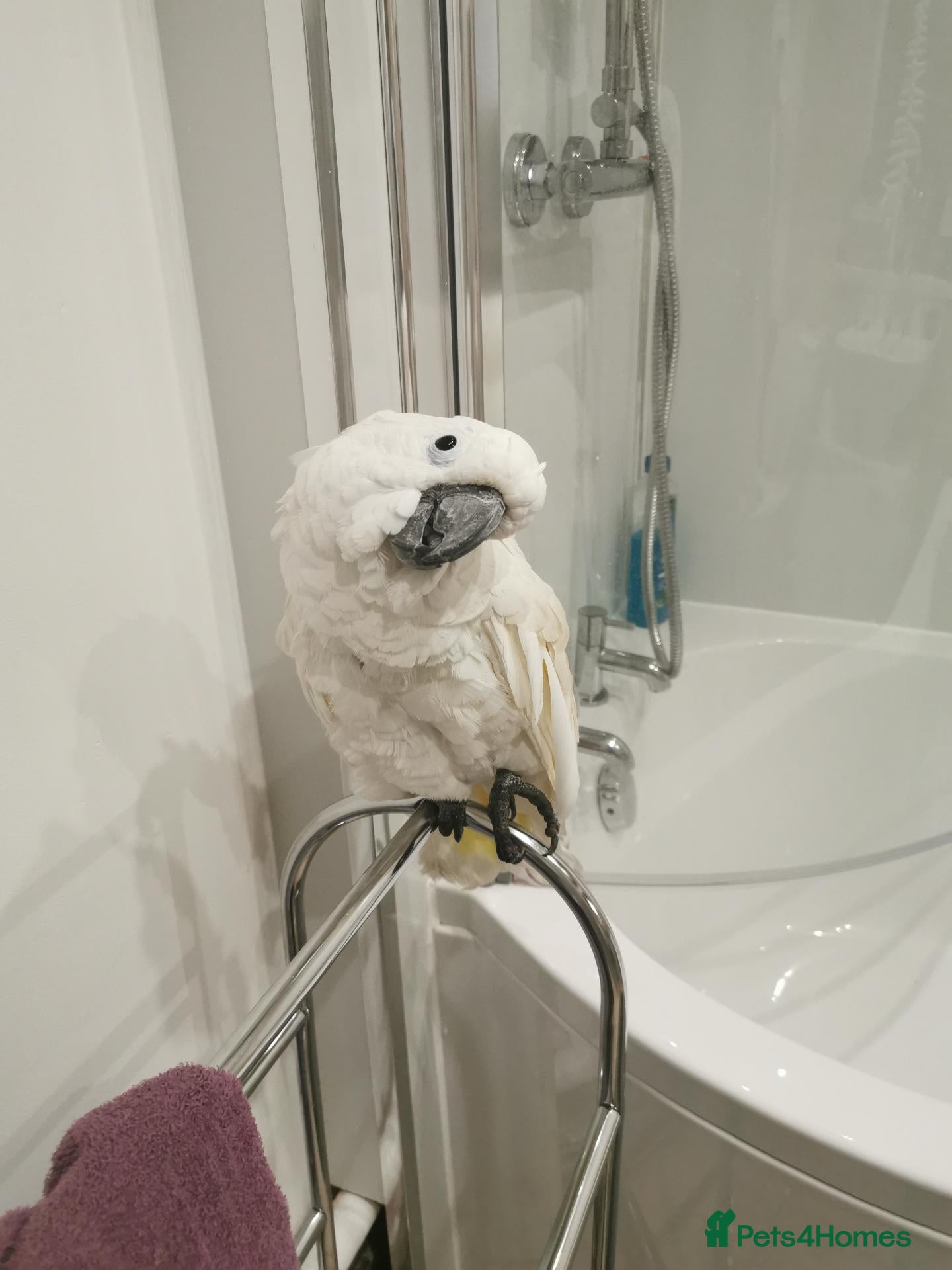 Cockatoo birds for sale: UMBRELLA COCKATOO OWNER REQUIRED –  🦜 - Advert 2
