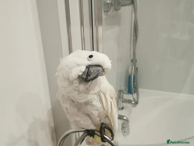 Cockatoo birds for sale: UMBRELLA COCKATOO OWNER REQUIRED – 🦜 - Advert 2