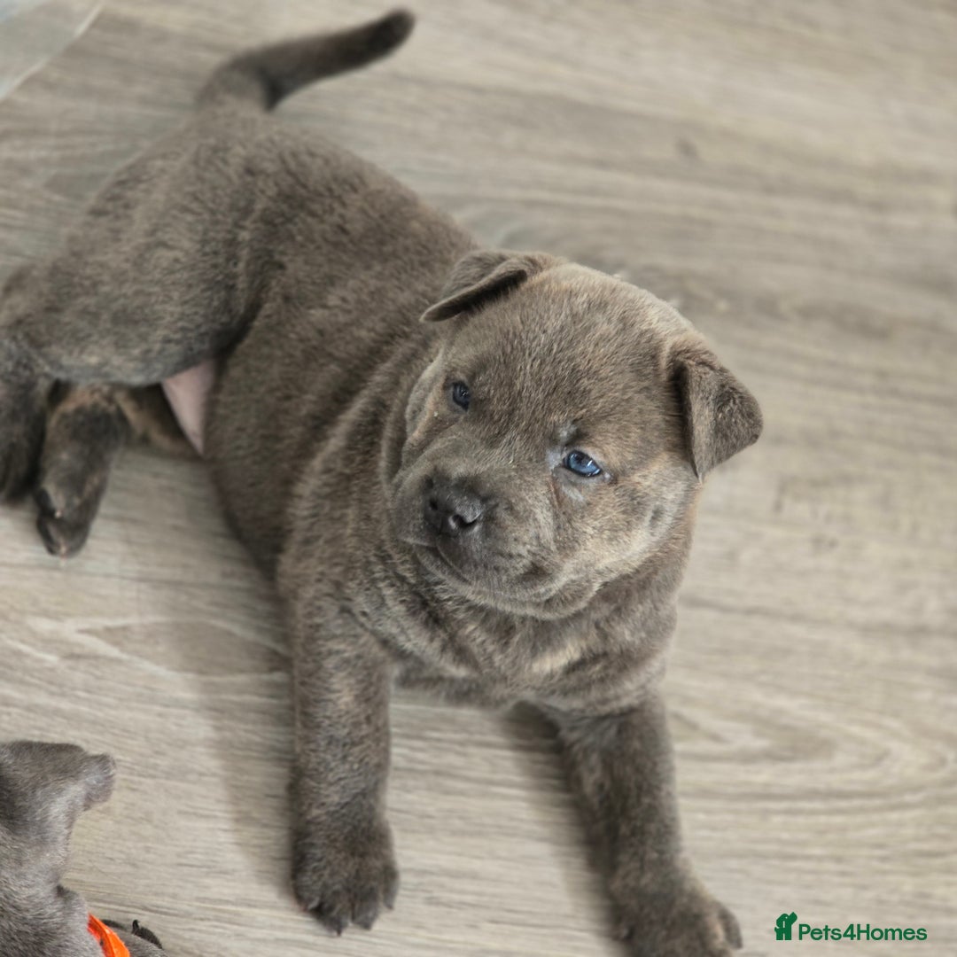 Mixed Breed dogs for sale: Chaffy puppies - Advert 28