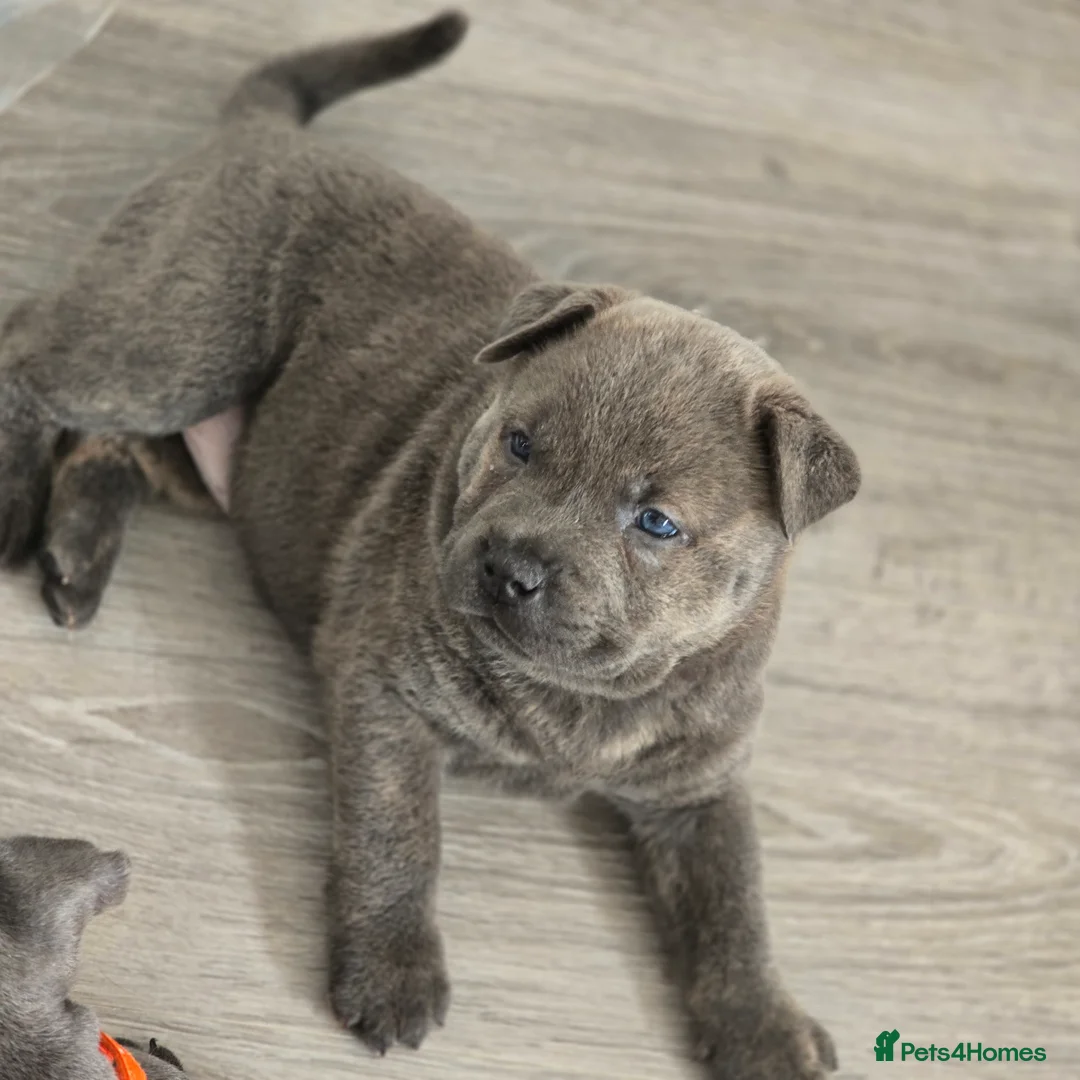 Mixed Breed dogs for sale: Chaffy puppies - Advert 21