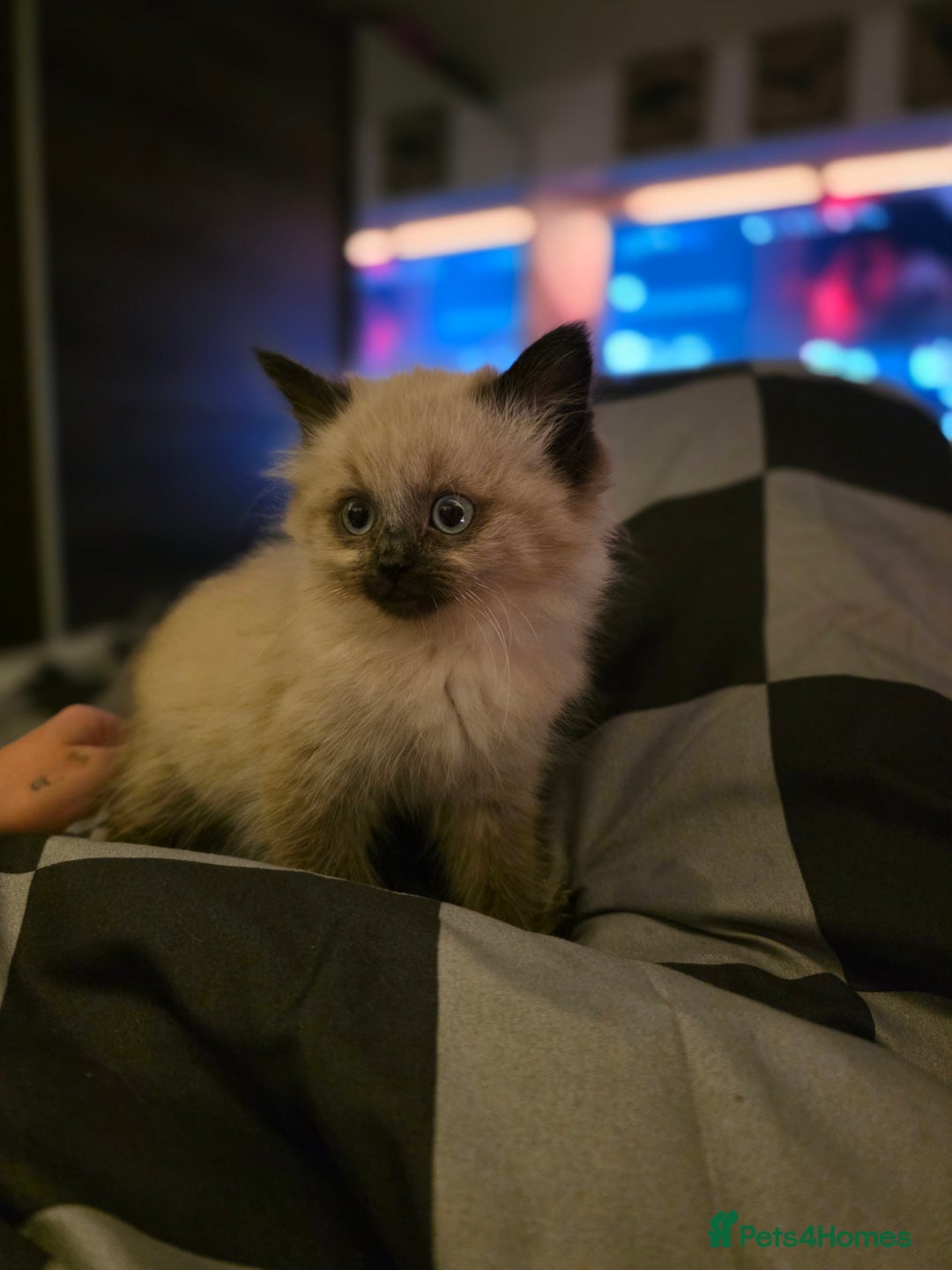 Ragdoll cats for sale: Beautiful female ragdoll kitten - Advert 3