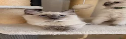 Ragdoll cats for sale: Beautiful Ragdoll kittens available for adoption - Advert 6