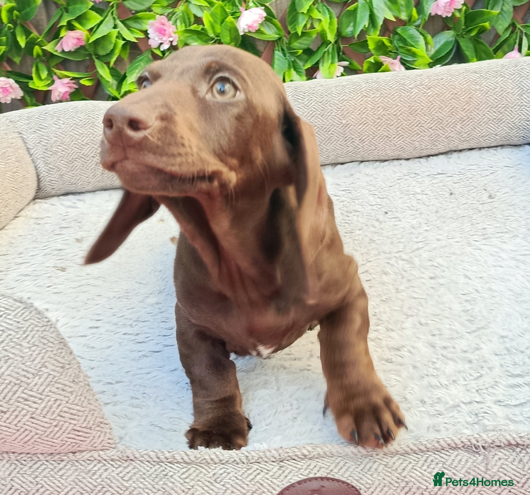 Miniature Dachshund dogs PIN WIRE MINIS KC REG PRA LAFORA CLR - Advert 6