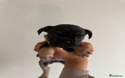 Frug dogs for sale: 3/4 Frenchie 1/4 pug puppies for sale  - Image 5