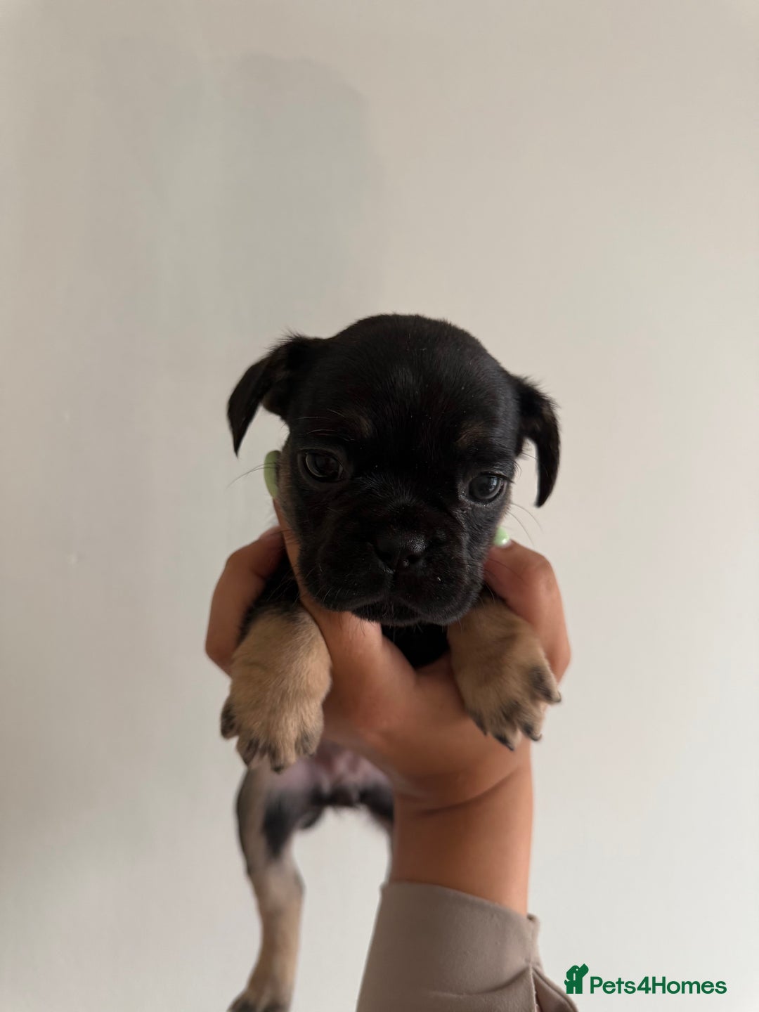 Frug dogs for sale: 3/4 Frenchie 1/4 pug puppies for sale  - Image 5