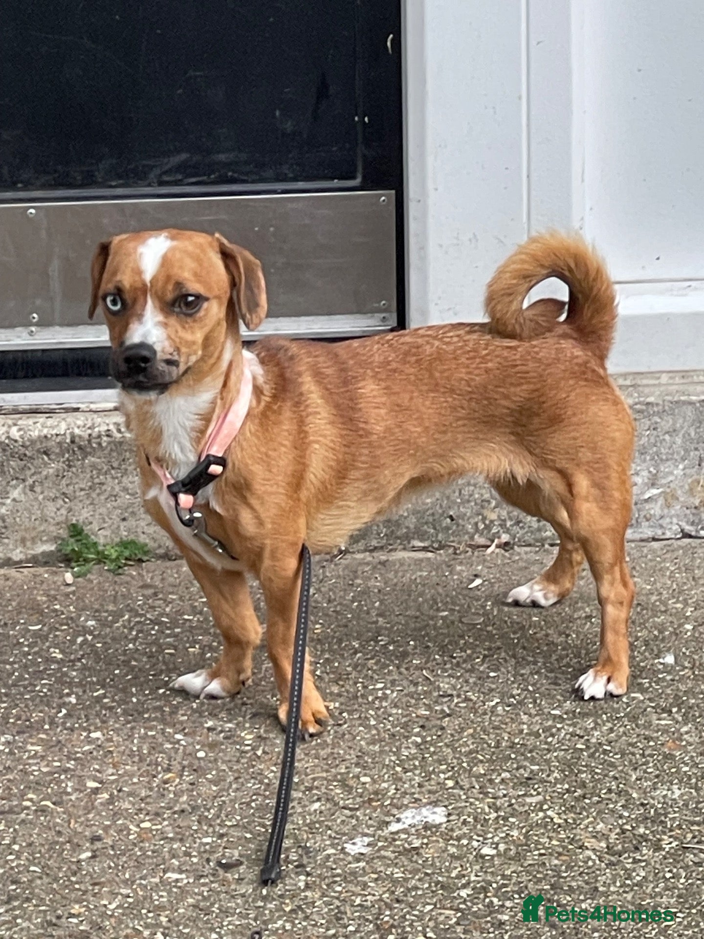 Mixed Breed dogs for sale: Dachshund x Pug 8 Months Old Baby Pixy  - Advert 3