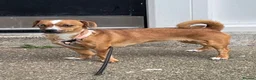 Mixed Breed dogs for sale: Dachshund x Pug 8 Months Old Baby Pixy  - Advert 1