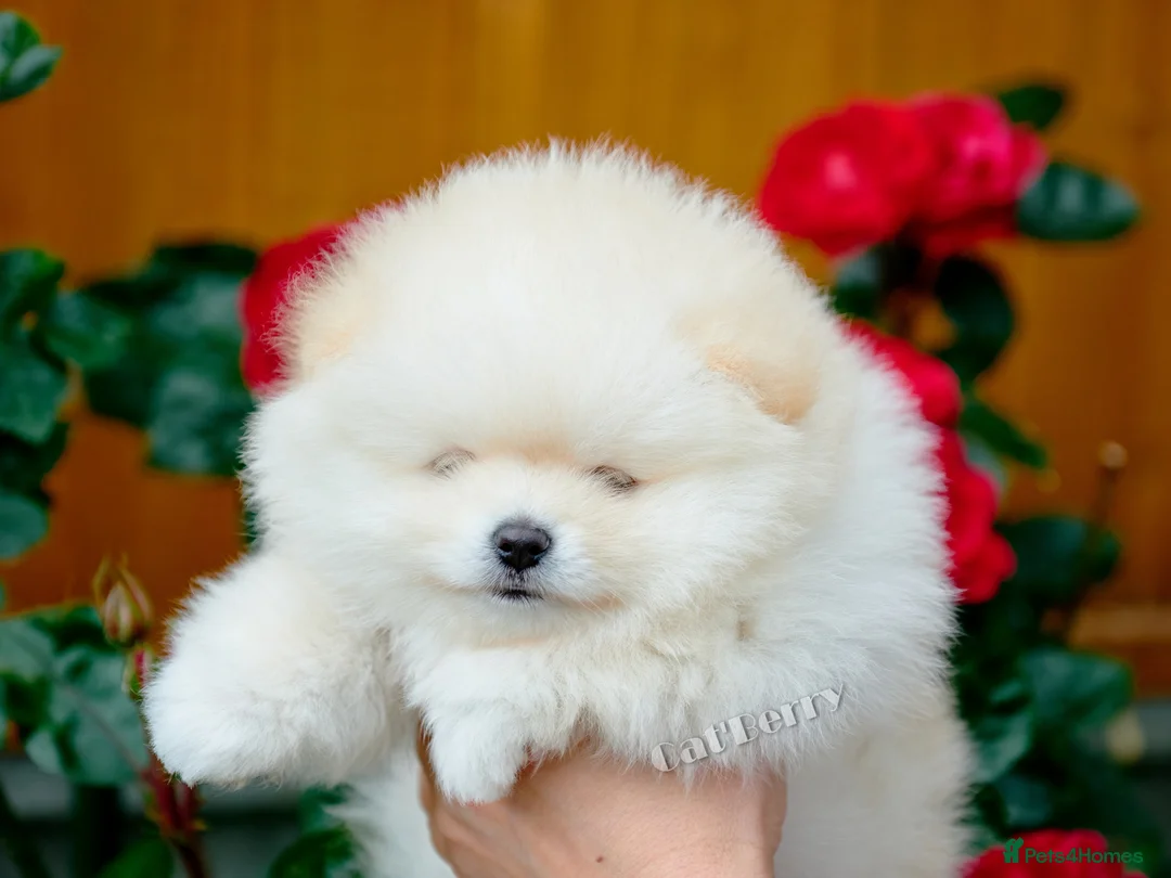 Pomeranian dogs for sale:  Pomeranian puppies. Last boy is still available - Advert 7