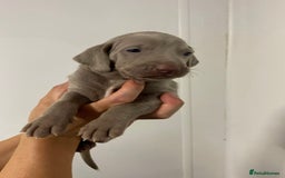 Weimaraner dogs for sale: 2 boys/2 girls available  - Image 4