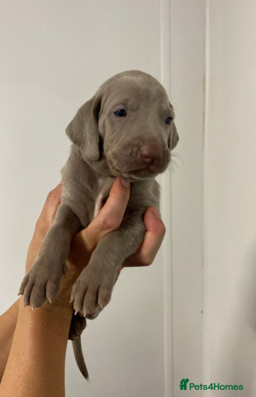 Weimaraner dogs for sale: 2 boys/2 girls available  - Image 4