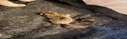 British Shorthair cats for sale: British Shorthair X Bengal Kittens - Advert 11