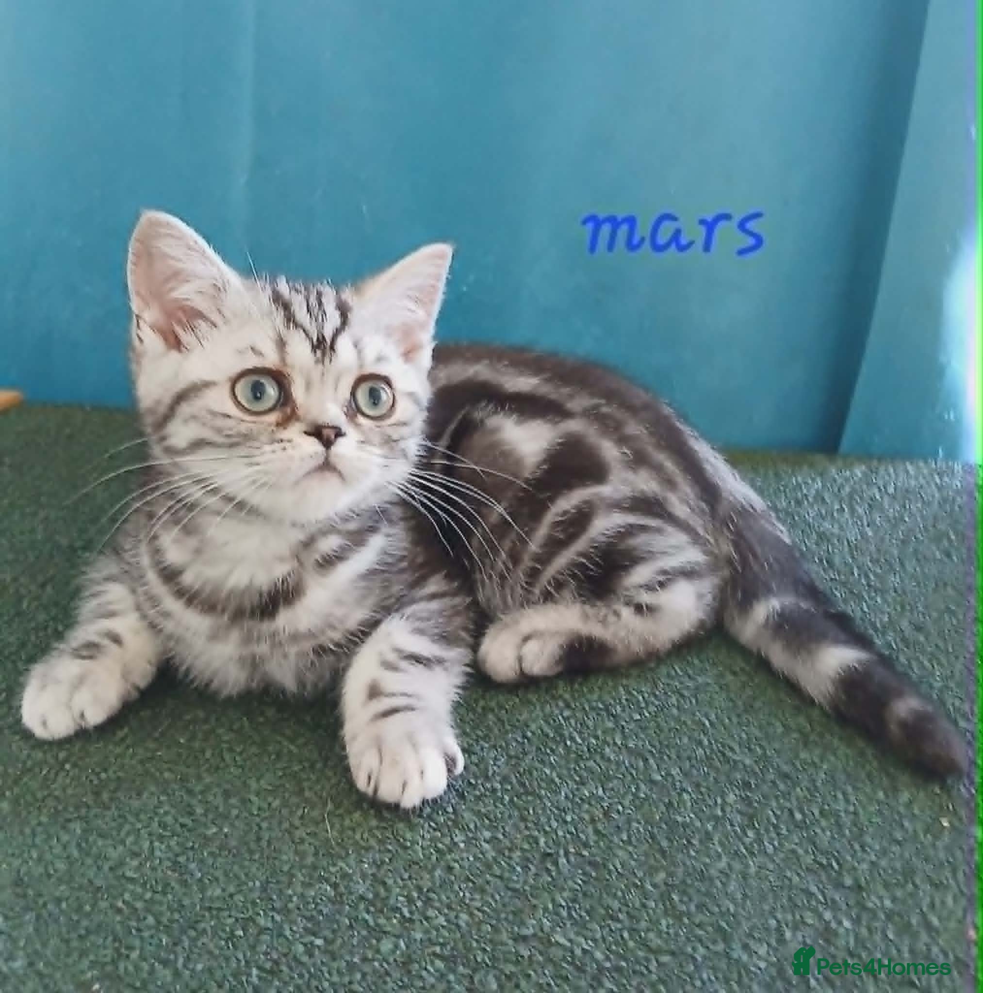 British Shorthair cats Bsh. Silver Classic Tabby. BOY. - Advert 9