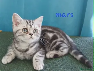British Shorthair cats Bsh. Silver Classic Tabby. BOY. - Advert 9
