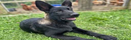 German Shepherd dogs for sale: Black Sable German Shepherd Puppy Ready Cornwall - Advert 25