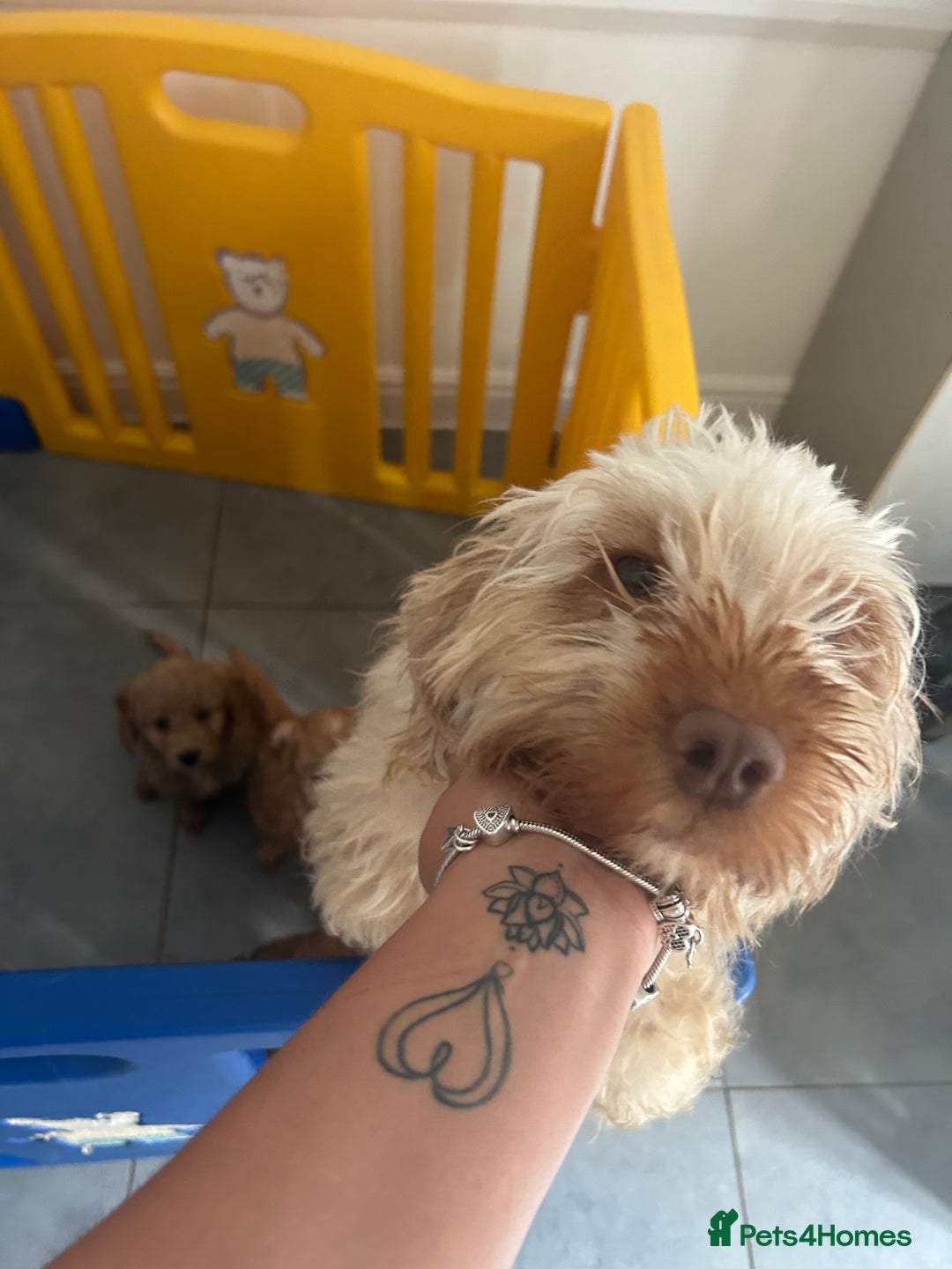 Cockapoo dogs for sale: Cockapoo puppies - Image 21