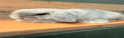 Mini Lop rabbits for sale: MINI LOP BUNNIES - PEDIGREE  - Advert 34