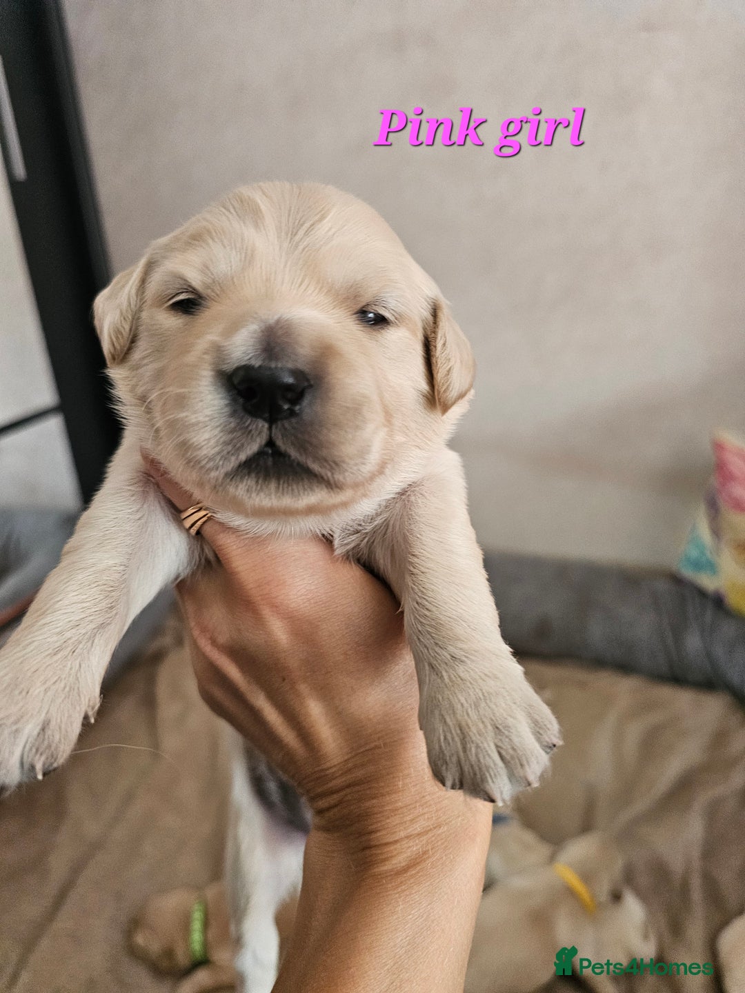 Golden Retriever dogs for sale: Lovely Golden Retriever puppies ❤️  - Image 15