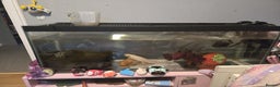 Axolotl reptiles for sale: 2 Albino axolotls with full set up! - Advert 4