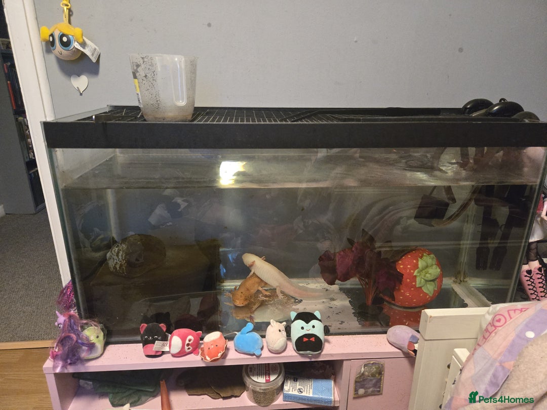 Axolotl reptiles for sale: 2 Albino axolotls with full set up! - Image 4