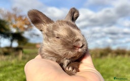 Angora rabbits for sale: Fully Vaccinated Pedigree English Angoras  - Image 13