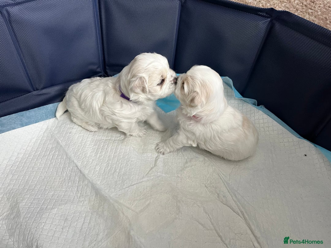Maltese dogs for sale: Miniature Maltese - Advert 9