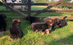 German Shepherd dogs for sale: Beautiful chunky long haired black, tan & red pups - Image 32