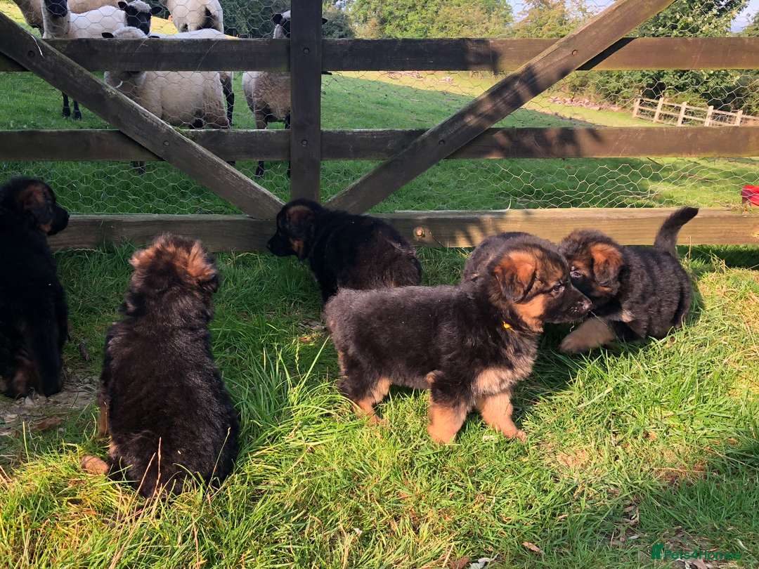 German Shepherd dogs for sale: Beautiful chunky long haired black, tan & red pups - Image 32