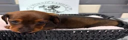 Miniature Dachshund dogs for sale: Outstanding quality Russian bloodline minis - Advert 13
