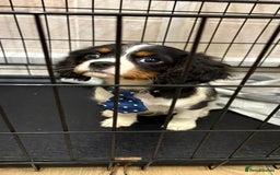 Cavalier King Charles Spaniel dogs for sale: Beautiful Cavalier, King, Charles boy ❤️ - Image 5