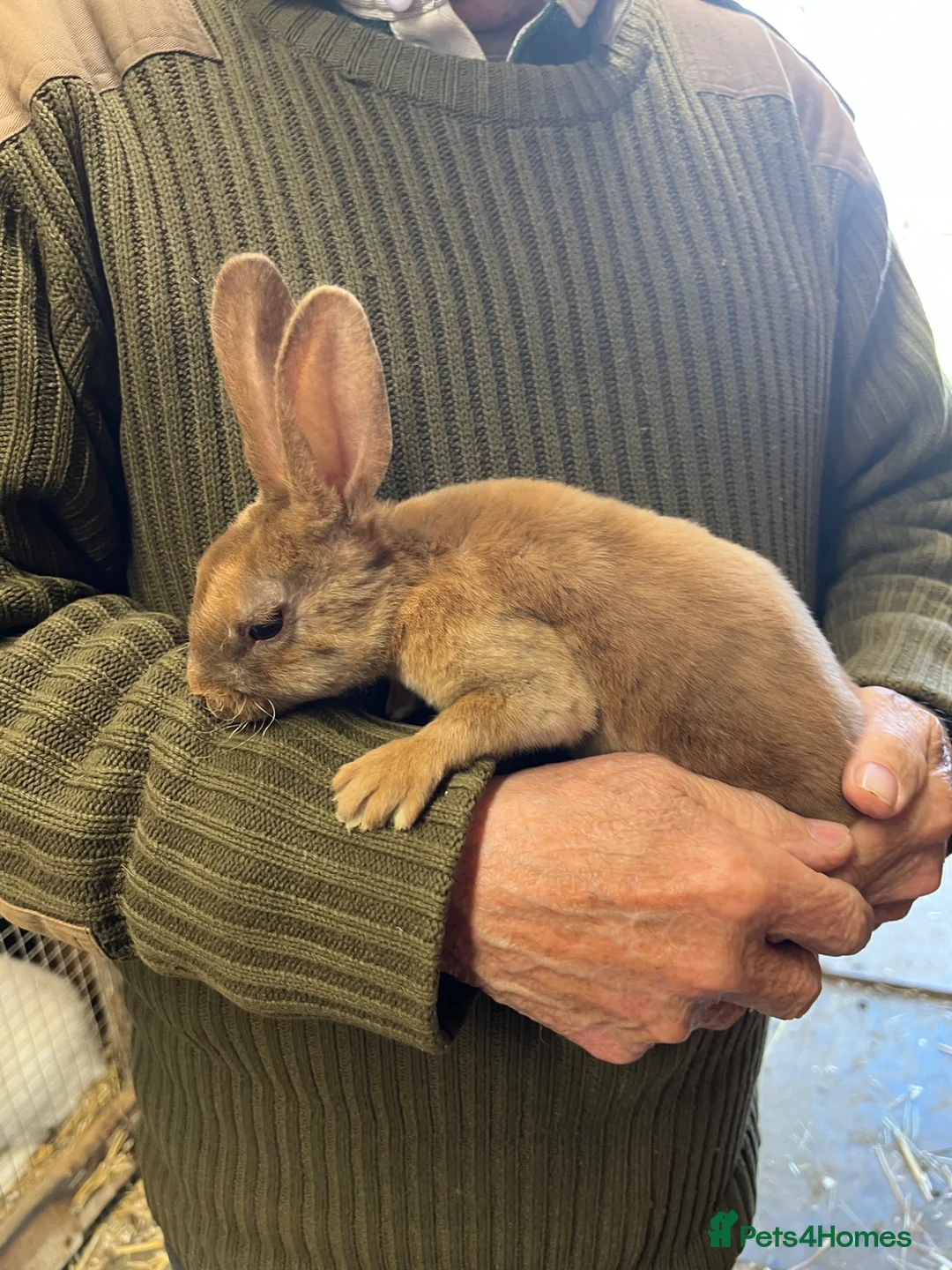 Rex rabbits for sale: Mini Rex  - Advert 9