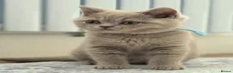 British Shorthair cats for sale: Chunky Teddy Bear ✨ Pure British Shorthair Kittens - Advert 3