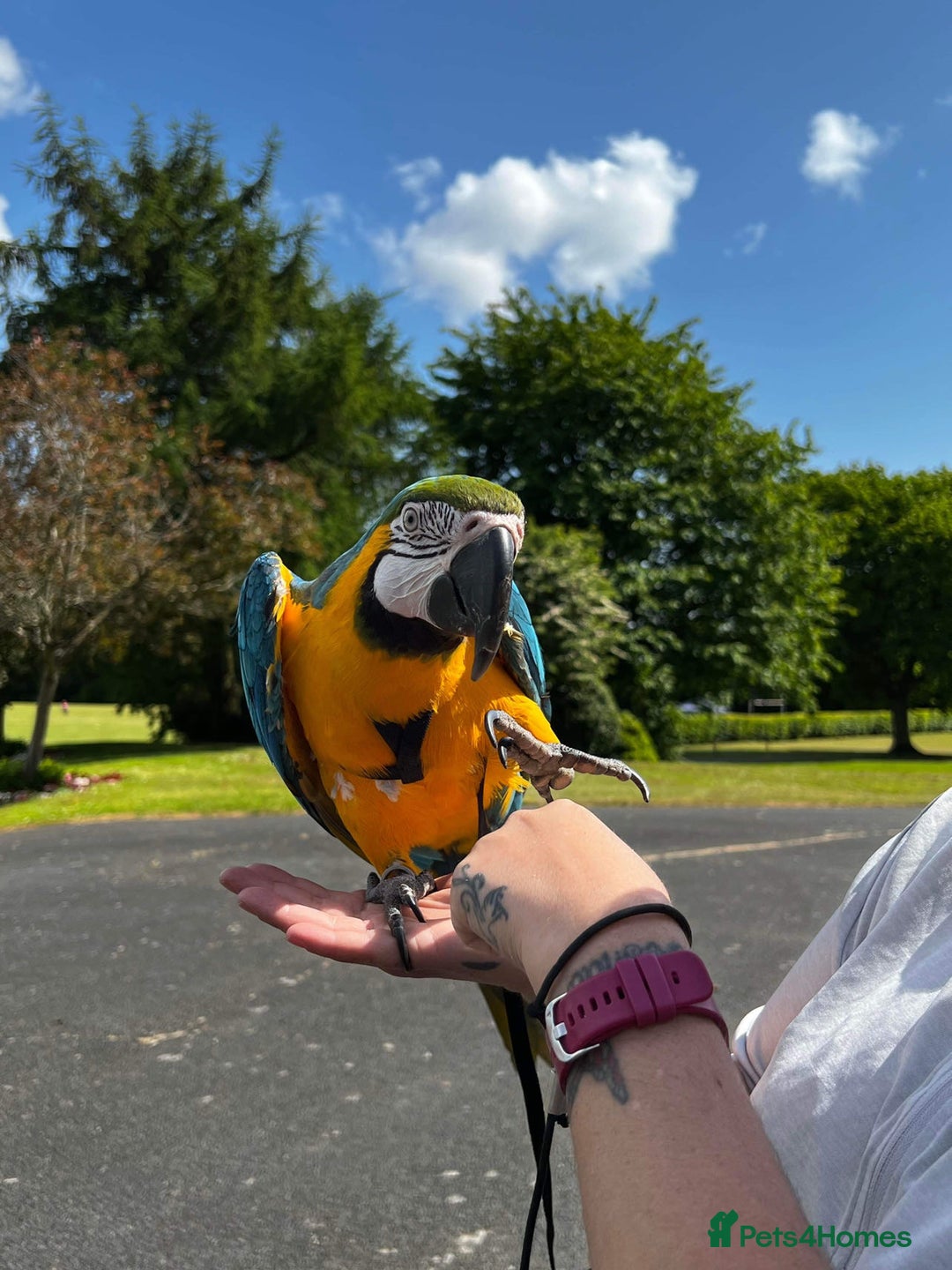 Macaws birds for sale: Blue & Gold Macaw - Advert 1