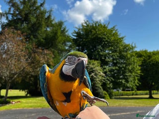 Macaws birds Blue & Gold Macaw - Advert 1