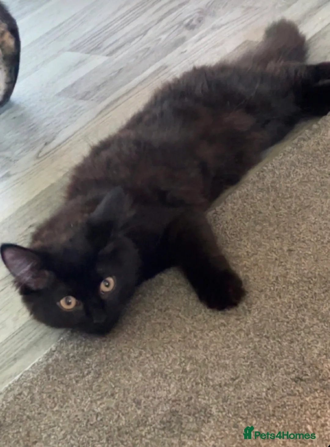 Mixed Breed cats for sale: 4 month old girl kitten in London - Advert 2