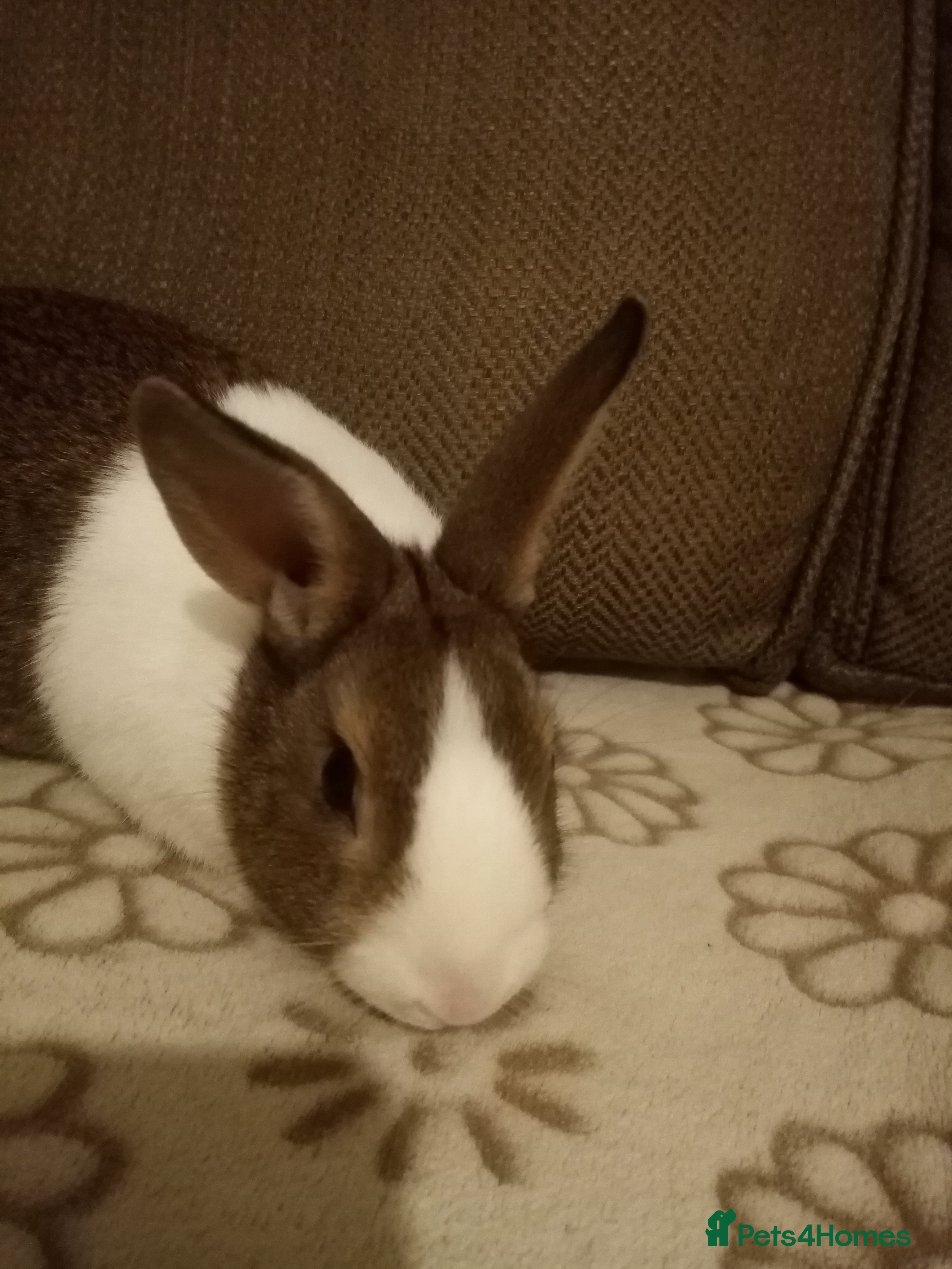 Dutch rabbits Dutch Rabbits, female pure bred - Advert 2