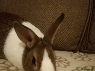 Dutch rabbits Dutch Rabbits, female pure bred - Advert 2