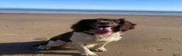 English Springer Spaniel dogs for sale: Quality KC registered ESS. Health screened. - Advert 8