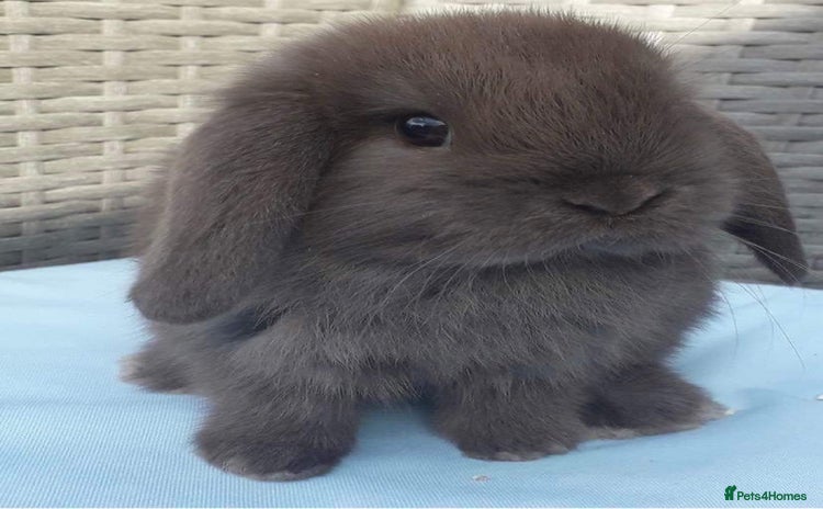 Mini Lop rabbits - Advert 2