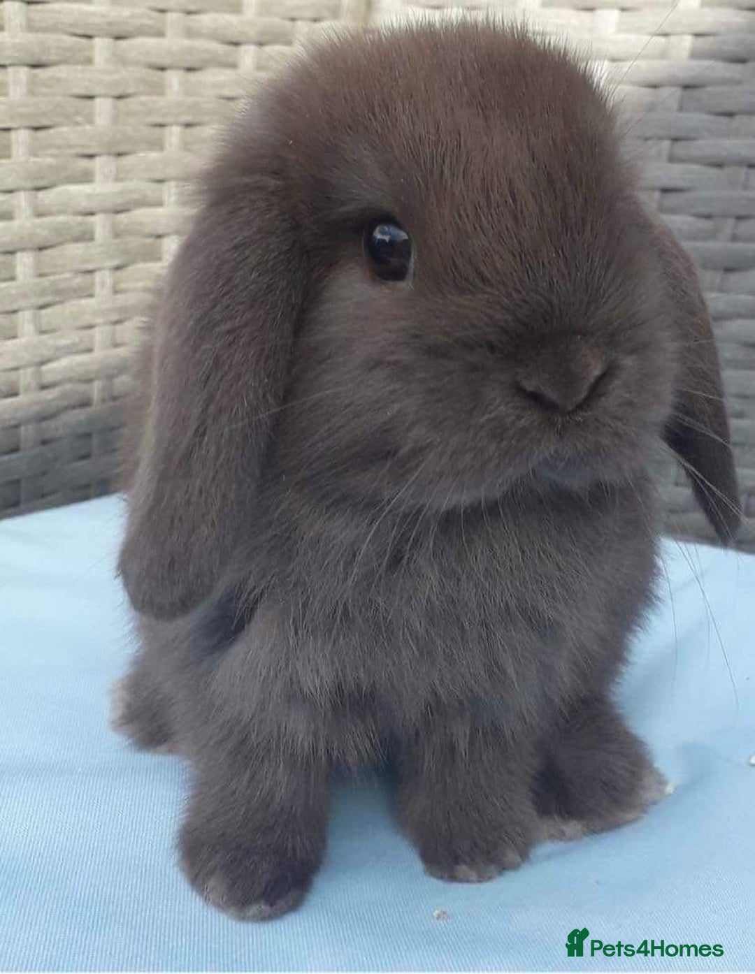 Mini Lop rabbits for sale: MINI LOP BUNNIES - pedigree  - Image 1