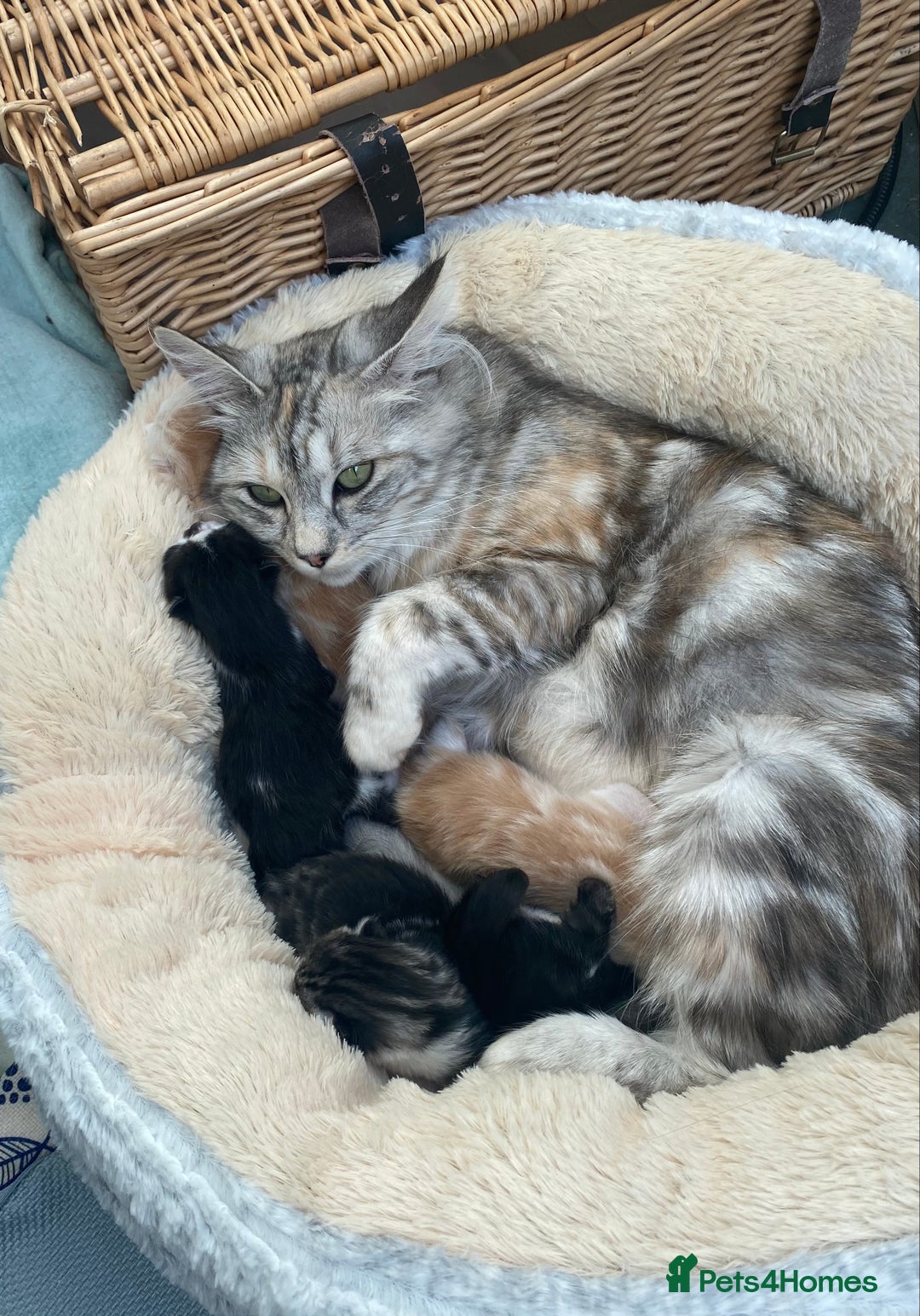 Ragdoll cats for sale: Ragdoll X Kittens for Loving Forever Homes - Image 7