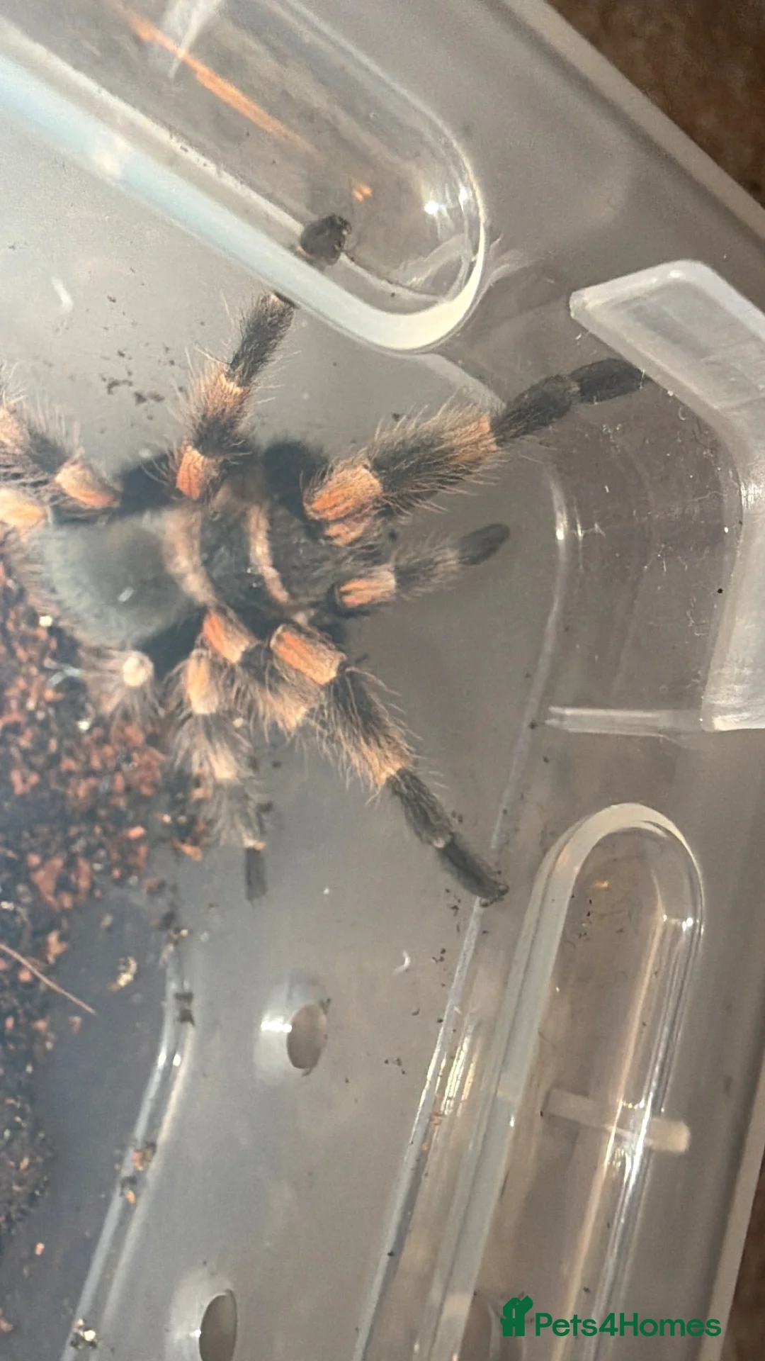 Tarantulas invertebrates for sale: Brachypelma Hamorii Tarantula!  in Radstock - Advert 1