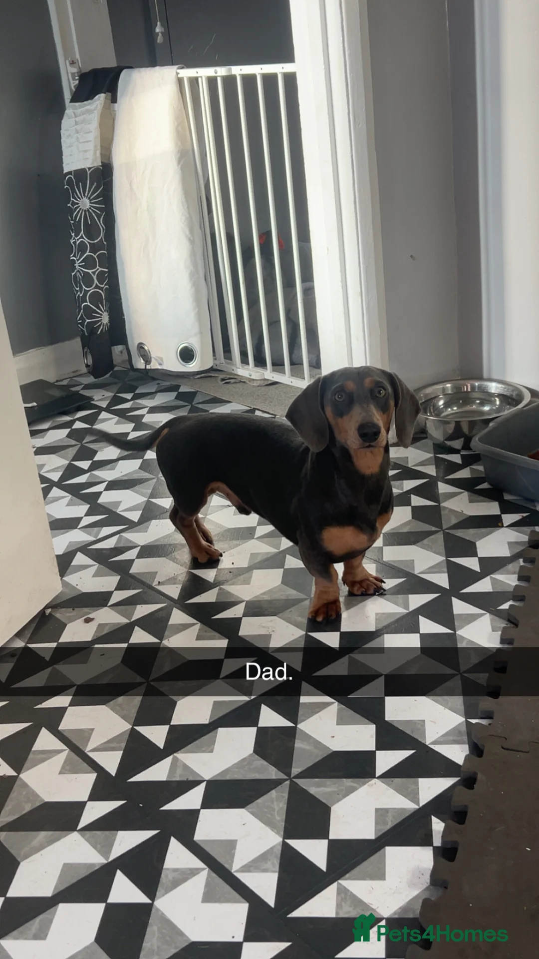 Dachshund dogs for sale: Looking for homes - Advert 2