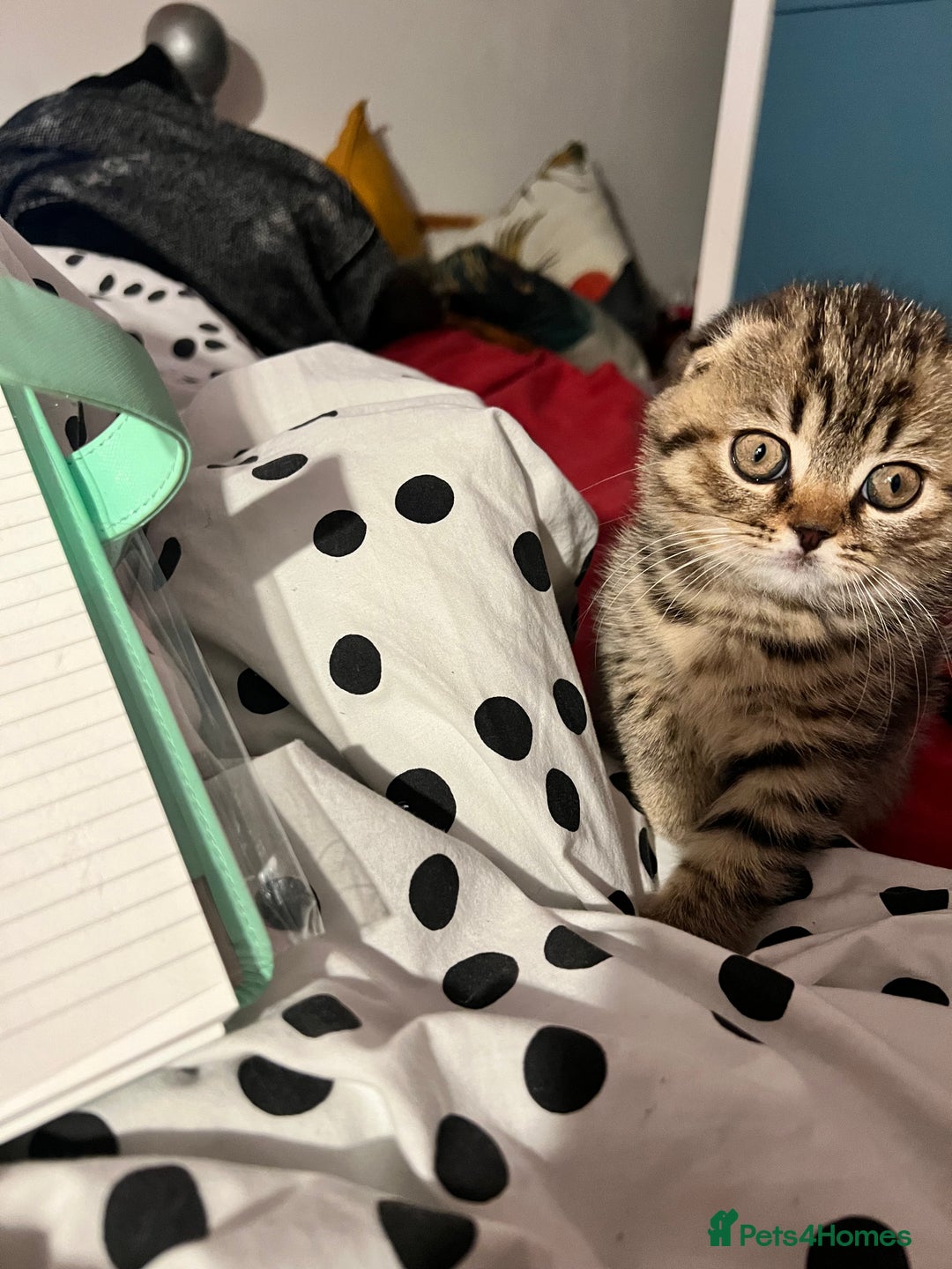 Scottish Fold cats for sale: Adorable Scottish Fold Baby Boy - Advert 7