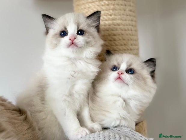 Ragdoll cats - Advert 4