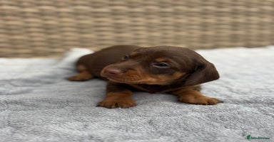 Dachshund dogs - Advert 9