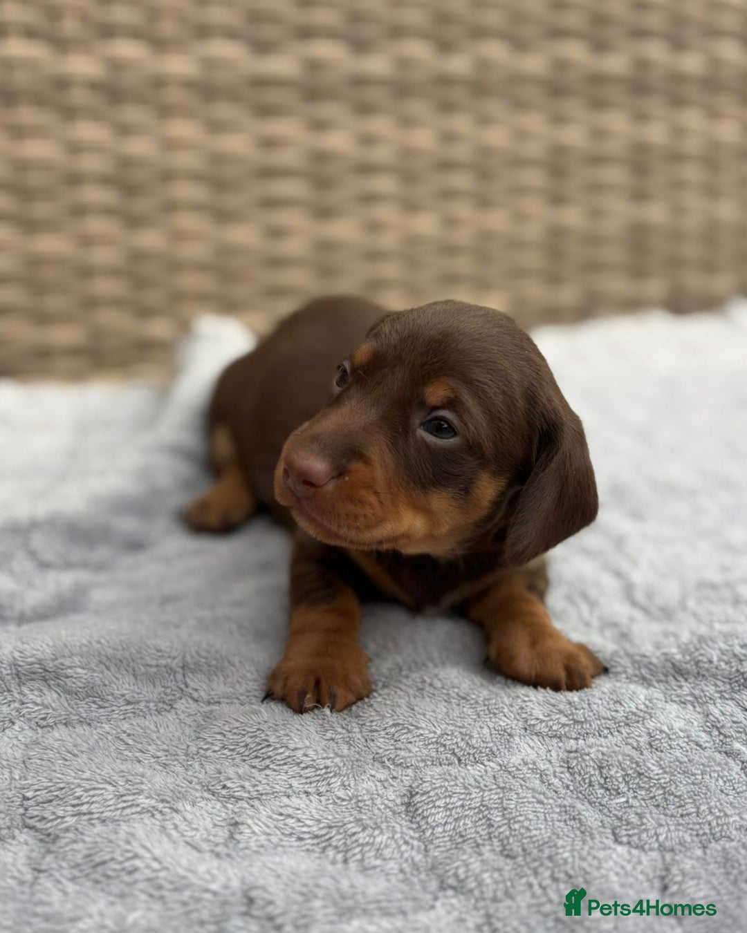 Dachshund dogs for sale: 3 Gorgeous Girl Dachshund Puppies  - Image 2
