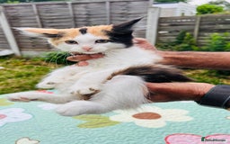 Maine Coon cats for sale: Mainecoon cross kittens  in Romford - Image 23