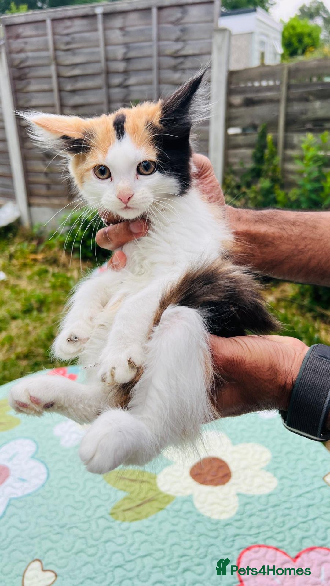 Maine Coon cats for sale: Mainecoon cross kittens  in Romford - Image 23
